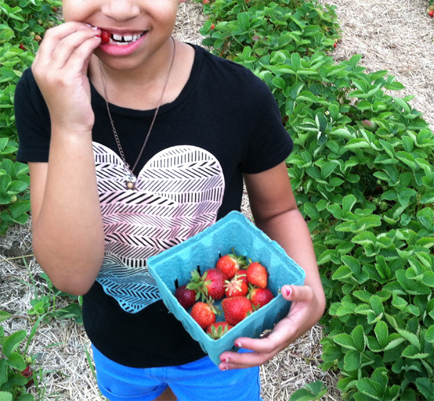strawberry-picking_July2013_01