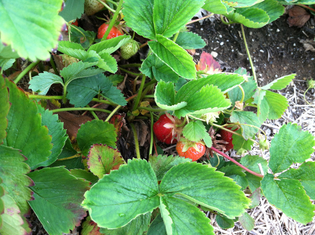strawberry-picking_July2013_02