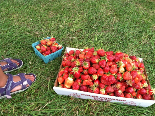 strawberry-picking_July2013_03